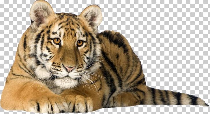 Cat Lion Bengal Tiger White Tiger Desktop PNG, Clipart, 1080p, Animals, Bengal , Big Cat, Big Cats Free PNG Download