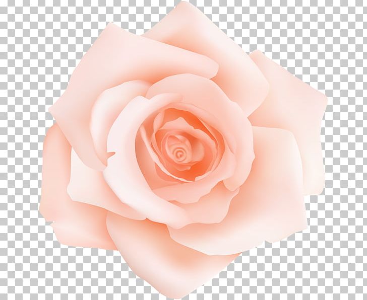 Garden Roses Centifolia Roses Floribunda Peach PNG, Clipart, Art, Blue Rose, Centifolia Roses, Clip, Clip Art Free PNG Download