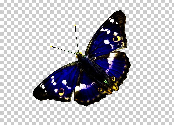 Monarch Butterfly Lesser Purple Emperor PNG, Clipart, 911, Arthropod, Blue, Brush Footed Butterfly, Butterflies And Moths Free PNG Download