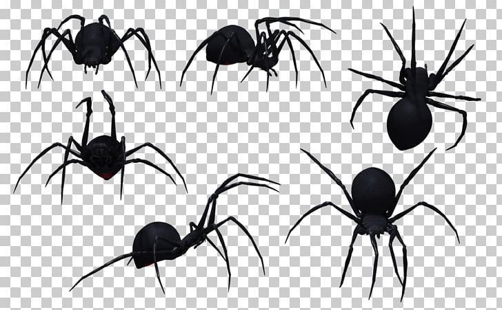 Redback Spider Southern Black Widow Drawing PNG, Clipart, Arachnid, Art, Arthropod, Black And White, Black House Spider Free PNG Download