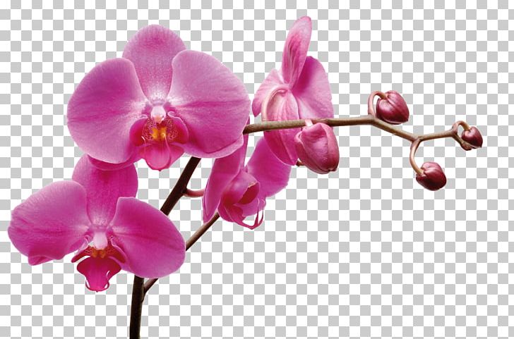Thai Orchids Co. PNG, Clipart, Blossom, Blume, Branch, Dendrobium, Flora Free PNG Download