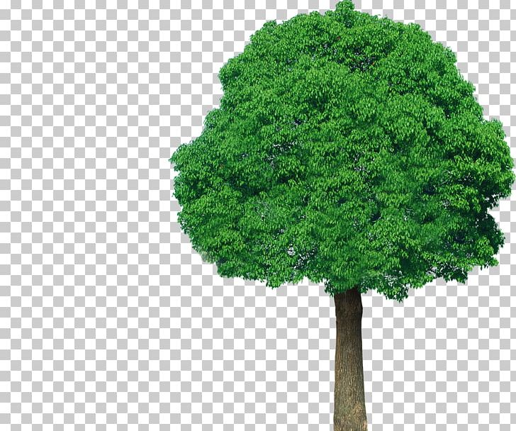 Tree Green Plant PNG, Clipart, Biome, Clip Art, Color, Conifers, Download Free PNG Download