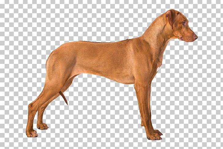 Dog Breed Rhodesian Ridgeback Pharaoh Hound Azawakh German Pinscher PNG, Clipart, Azawakh, Breed, Carnivoran, Dobermann, Dog Free PNG Download