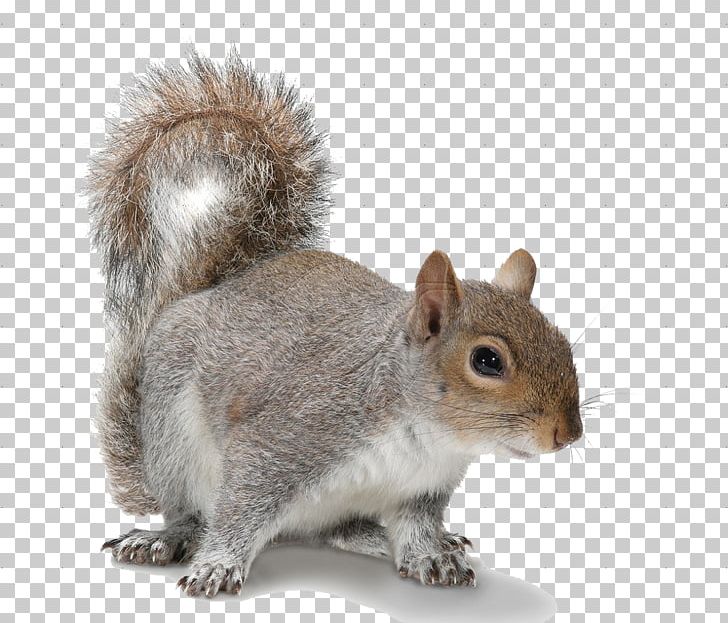 Douglas Squirrel Rodent American Red Squirrel Eastern Gray Squirrel PNG, Clipart, California Ground Squirrel, Douglas Squirrel, Fauna, Flying Squirrel, Fox Squirrel Free PNG Download