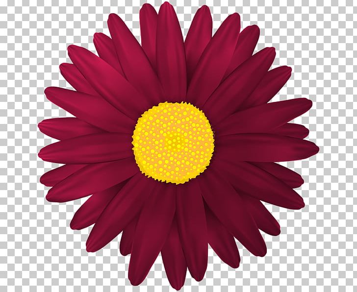 Drawing PNG, Clipart, Art, Aster, Atari, Chamomile, Chrysanths Free PNG Download