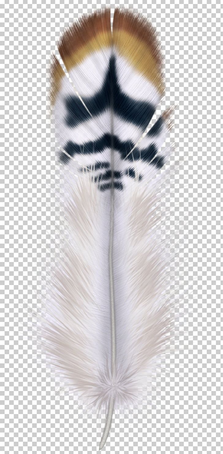 Feather Bird Hair PNG, Clipart, Animals, Bird, Encapsulated Postscript, Feather, Fur Free PNG Download