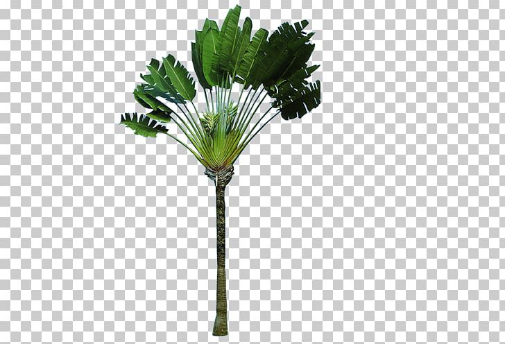 Madagascar Arecaceae Ravenala Tree Strelitziaceae PNG, Clipart, Arecales, Autumn Leaves, Banana, Banana Leaves, Branches Free PNG Download