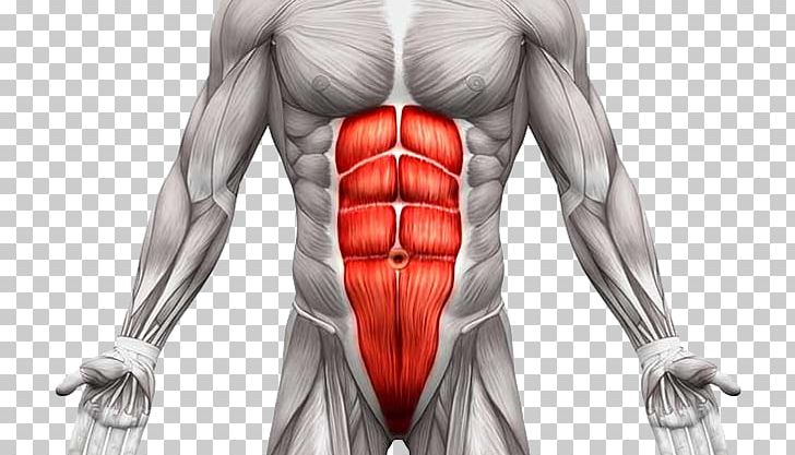 Rectus Abdominis Muscle Transverse Abdominal Muscle Abdominal External Oblique Muscle Human Body PNG, Clipart, Abdomen, Abdominal, Anatomy, Arm, Bodybuilder Free PNG Download
