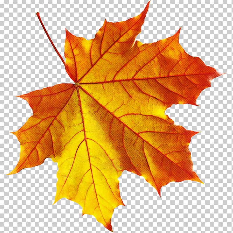 Maple Leaf PNG, Clipart, Autumn, Beech, Black Maple, Deciduous, Flower Free PNG Download