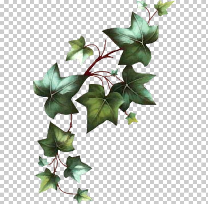 Common Ivy Vine Cut Flowers Leaf PNG, Clipart, Araliaceae, Branch, Common Ivy, Cut Flowers, Drawing Free PNG Download