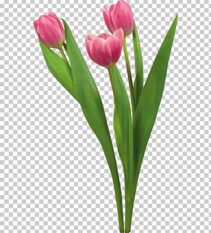 Desktop Tulip Flower High-definition Television Display Resolution PNG, Clipart, Bud, Color, Computer, Cut Flowers, Desktop Environment Free PNG Download