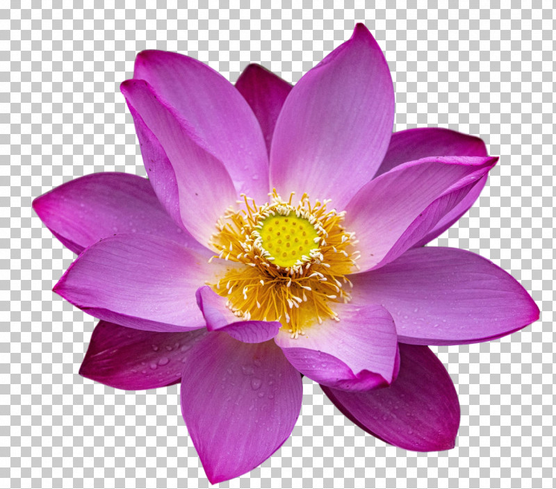 Lotus Flower Summer Flower PNG, Clipart, Annual Plant, Biology, Herbaceous Plant, Lotus Flower, Lotusm Free PNG Download