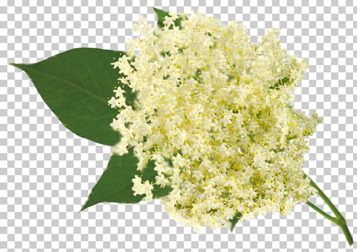 Elderflower Cordial Herb Floral Design PNG, Clipart, Common Verbena, Cornales, Currant, Cut Flowers, Elder Free PNG Download