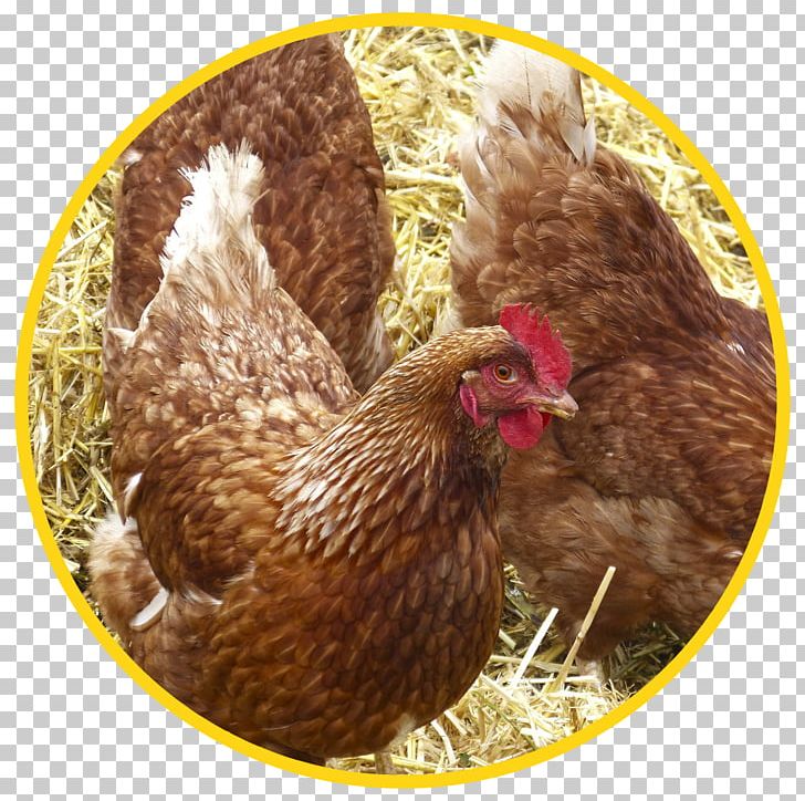 Pekin Chicken Poultry Hay Straw Cattle Feeding PNG, Clipart, Animal Husbandry, Beak, Cattle Feeding, Chicken, Chickens As Pets Free PNG Download