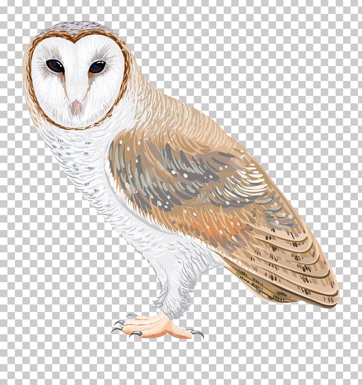 Barn Owl Drawing PNG, Clipart, Animals, Barn, Barn Owl, Beak, Bird Free PNG Download