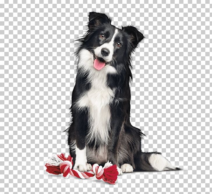 Border Collie Dog Breed Rough Collie Companion Dog Dog Food PNG, Clipart, Activa, Border Collie, Breed, Breed Group Dog, Carnivoran Free PNG Download