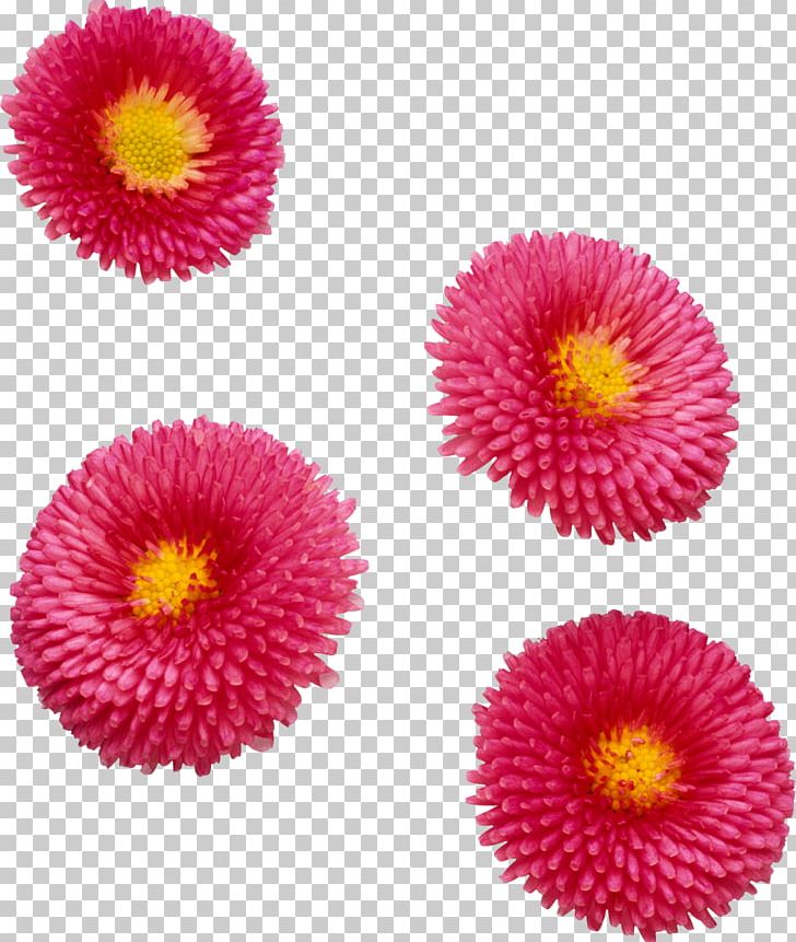 Cut Flowers Daisy Family Common Daisy Aster PNG, Clipart, Annual Plant, Aster, Common Daisy, Cut Flowers, Daisy Free PNG Download