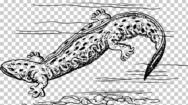 Salamander Hellbender Drawing Frog PNG, Clipart, Amphibian, Animals, Big Cats, Carnivoran, Cartoon Free PNG Download