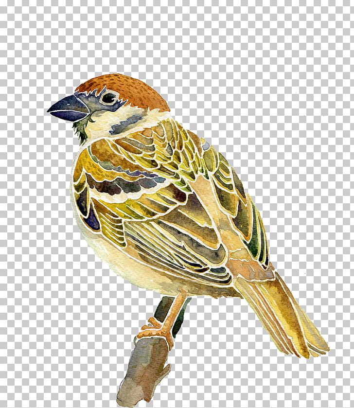 Sparrow PNG, Clipart, Art, Beak, Bird, Birds, Cartoon Free PNG Download