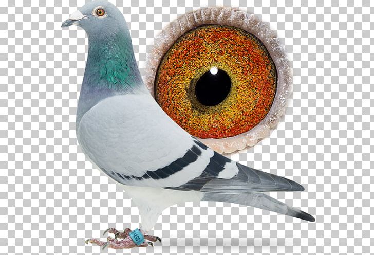 Homing Pigeon Columbidae Bird Racing Homer Beak PNG, Clipart, Animal, Beak, Bird, Breed, Columbidae Free PNG Download