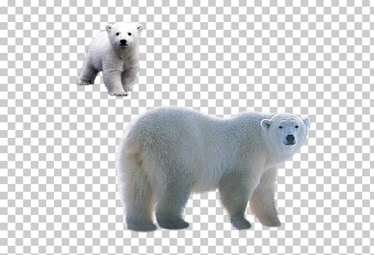Polar Bear Brown Bear PNG, Clipart, Adobe Illustrator, Animals, Bear, Bears, Brown Bear Free PNG Download