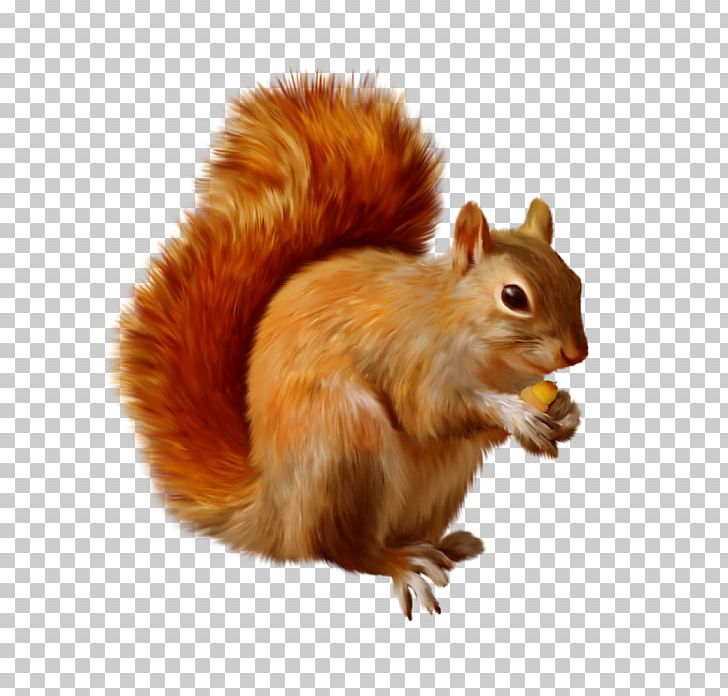 Squirrel Portable Network Graphics Chipmunk Open PNG, Clipart, Animals, Chipmunk, Computer Icons, Desktop Wallpaper, Fauna Free PNG Download
