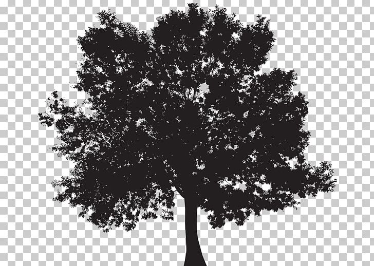 Tree Silhouette PNG, Clipart, Black And White, Branch, Download, Drawing, Leaf Free PNG Download