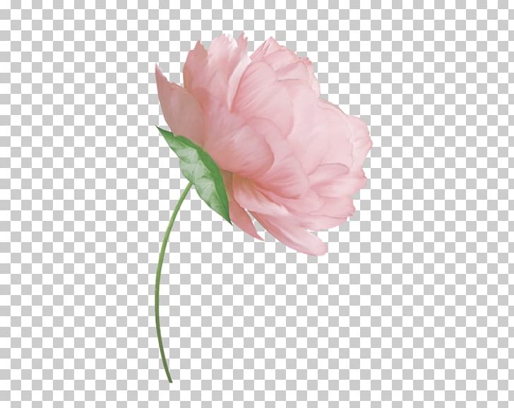 Cut Flowers Tulip Peony Floral Design PNG, Clipart, Blume, Cut Flowers, Floral Design, Flower, Flower Bouquet Free PNG Download