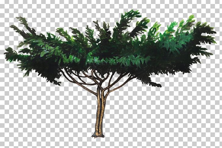 Shrub Leaf Pine Family Plant Stem Base PNG, Clipart, Base, Branch, Centimeter, Conifer, Evergreen Free PNG Download