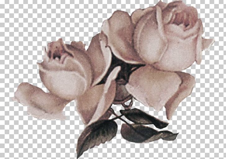 Champagne Beach Rose Garden Roses PNG, Clipart, Albom, Champagne, Christmas Decoration, Cut Flowers, Decoration Free PNG Download