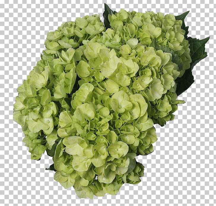Hydrangea Green Cut Flowers White Lemon PNG, Clipart, Blue, Cornales, Cut Flowers, Flower, Green Free PNG Download