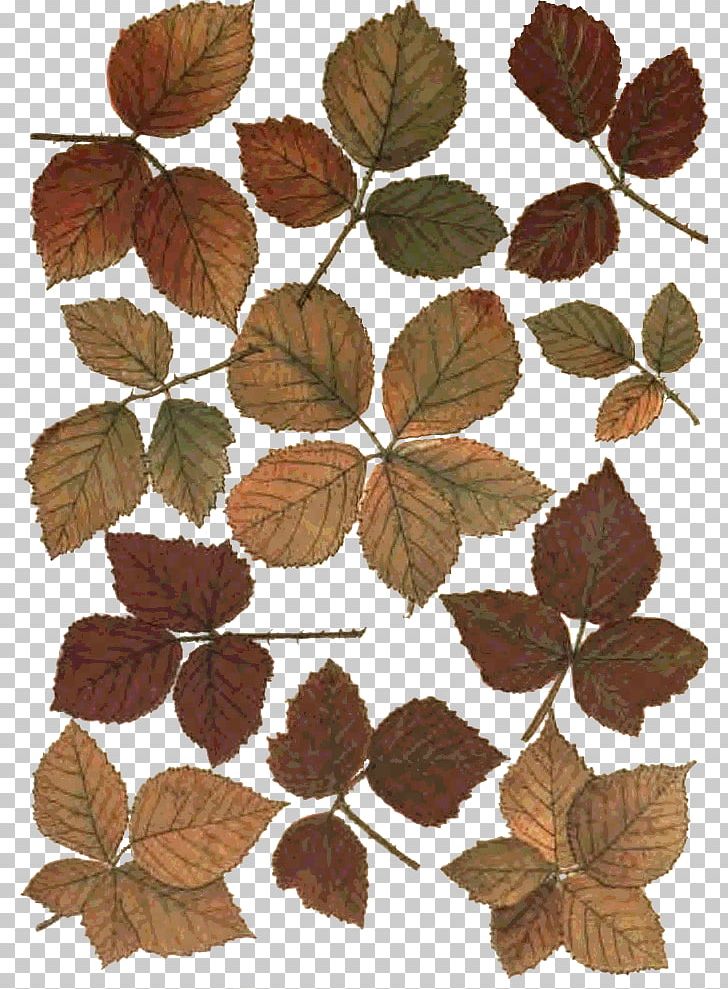 Photography Leaf Desktop PNG, Clipart, 1080p, Autumn, Botany, Branch, Deciduous Free PNG Download