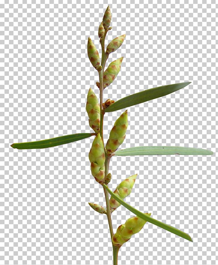 Plant Stem Branch Leaf Twig PNG, Clipart, Branch, Family, Grass, Grasses, Grass Family Free PNG Download