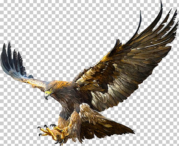 Bald Eagle Golden Eagle Flight Drawing PNG, Clipart, Bald Eagle, Drawing, Eagle Flight, Golden Eagle Free PNG Download