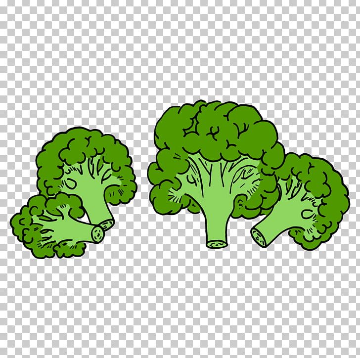 Broccoli Vegetable PNG, Clipart, Broccoflower, Broccoli, Cauliflower, Cauliflower Vector, Drawing Free PNG Download