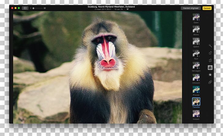 Cercopithecidae Old World Fauna Video Wildlife PNG, Clipart, Cercopithecidae, Fauna, Mammal, Monkey, Old World Free PNG Download