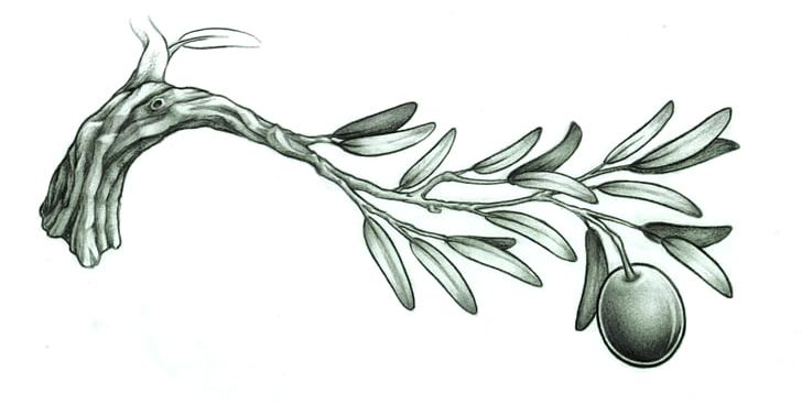Olive Branch Tattoo Drawing PNG, Clipart, Art, Artwork, Athena, Black And White, Branch Free PNG Download