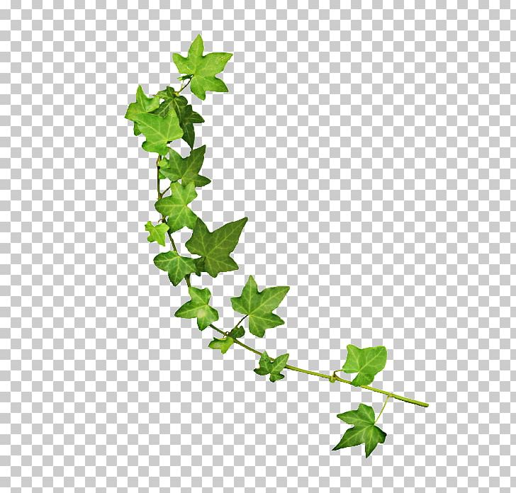 Portable Network Graphics Leaf PNG, Clipart, Branch, Download, Flora, Flower, Flowering Plant Free PNG Download
