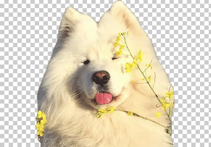 Samoyed Dog Dog Breed Japanese Spitz Canadian Eskimo Dog Eurasier PNG, Clipart, American Eskimo Dog, Breed Group Dog, Carnivoran, Companion Dog, Dog Breed Free PNG Download