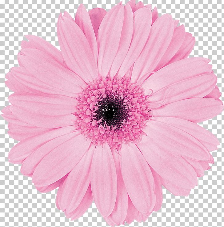Transvaal Daisy Pink Cut Flowers Floristry PNG, Clipart, Annual Plant, Aster, Chrysanthemum, Chrysanths, Color Free PNG Download