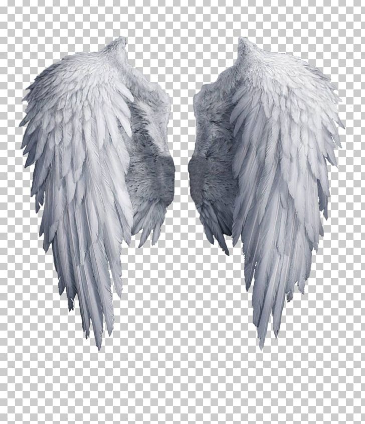 Angel wings Vector & Graphics to Download