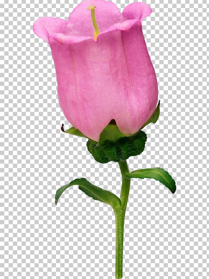 Garden Roses Cabbage Rose Bellflowers Petal PNG, Clipart, Bellflowers, Bells, Bud, Chai, Cut Flowers Free PNG Download