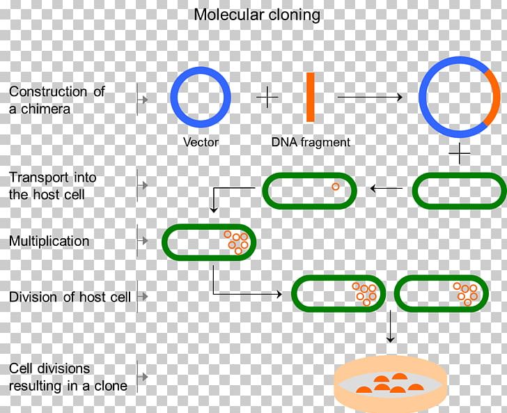 Molecular Cloning Cell Molecular Biology PNG, Clipart, Angle, Area, Art, Artificial Gene Synthesis, Brand Free PNG Download