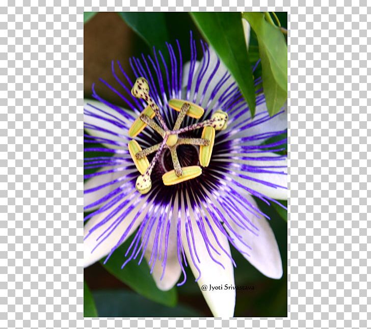 Purple Passionflower Giant Granadilla Petal PNG, Clipart, Christian Cross, Euphorbia Milii, Flora, Flower, Flowering Plant Free PNG Download