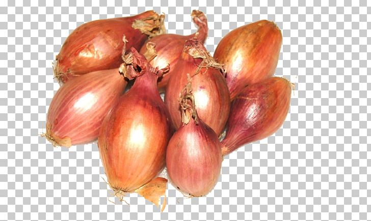 Shallot Yellow Onion Garlic Vegetarian Cuisine Red Onion PNG, Clipart, Agricultural Engineering, Allioideae, Beetroot, Cultivar, Food Free PNG Download