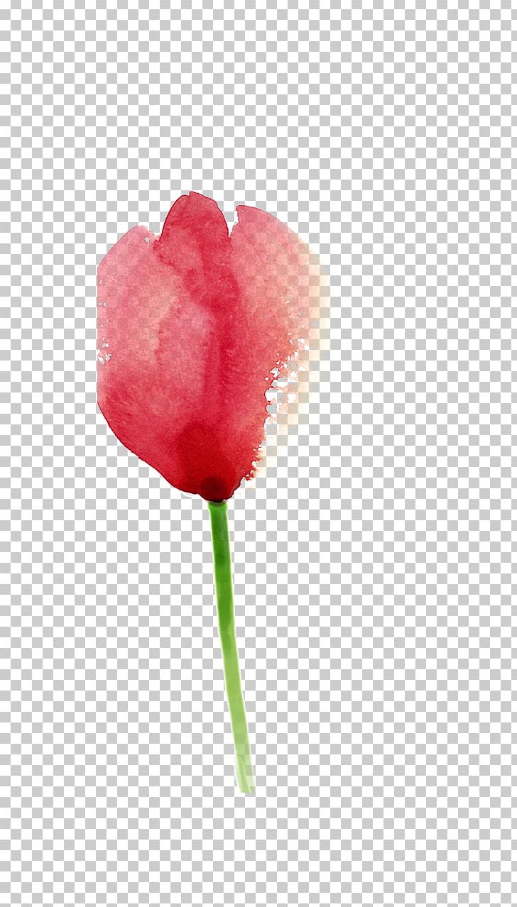 Tulip Painting Pink PNG, Clipart, Blue, Color, Flower, Flowering Plant, Flowers Free PNG Download