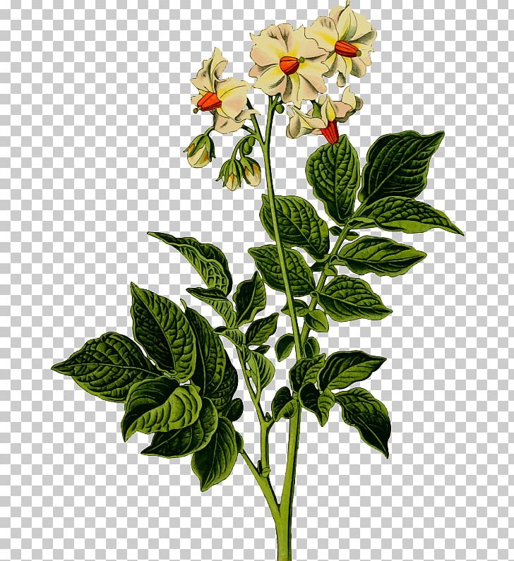 Baked Potato Plant Food Vine PNG, Clipart, Baked Potato, Eggplant, Flower, Flowering Plant, Flowerpot Free PNG Download