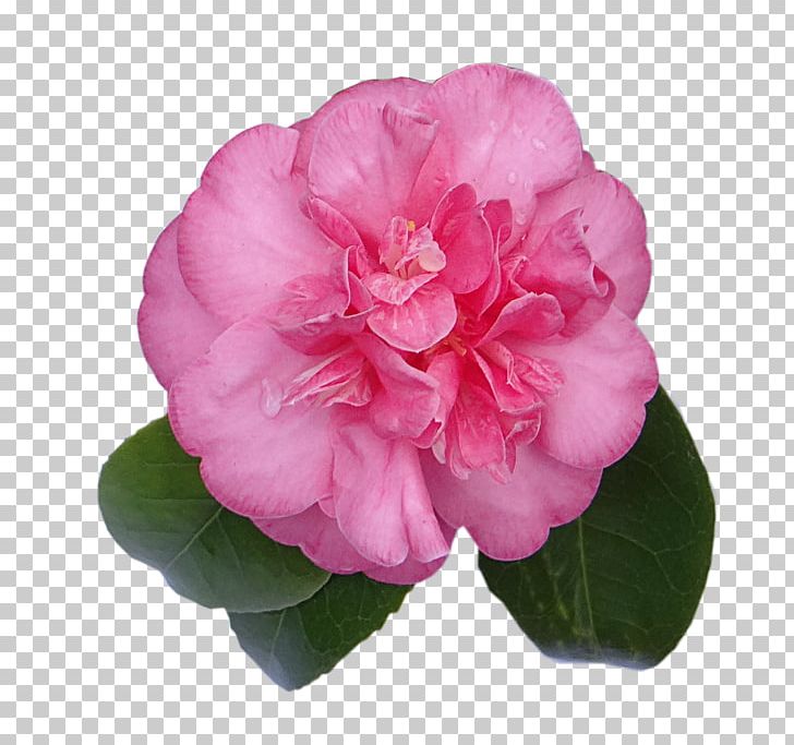 Digital Scrapbooking Embellishment Japanese Camellia PNG, Clipart, Annual Plant, Azalea, Camelia, Camellia, Camellia Sasanqua Free PNG Download