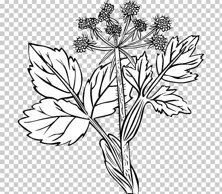 Drawing PNG, Clipart, Black And White, Branch, Color, Cut Flowers, Download Free PNG Download