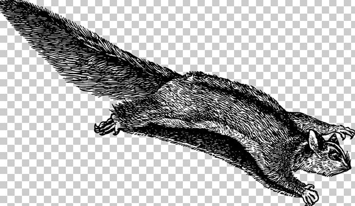 Flying Squirrel Rodent Tree Squirrel PNG, Clipart, Animal, Bat, Black And White, Carnivoran, Claw Free PNG Download